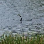 5) Snake with Fish (zoom)